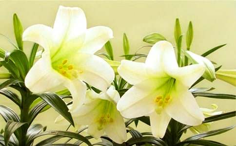 �ٺϻ��Ļ��Z(y��)��˼