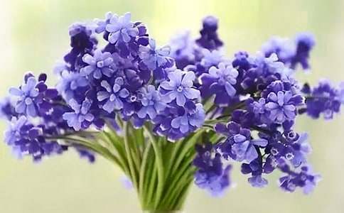 �L(f��ng)���ӵĻ��Z(y��)��ʲô��˼