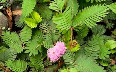 ���߲ݵĻ��Z���x������f��B