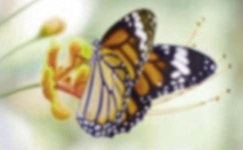 ��ëë�x׃������С��̰�