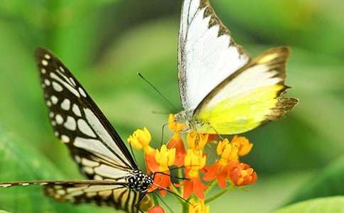 ������(d��o)���~ģ��