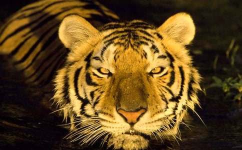 �|�����B�ϻ�����(d��o)���~