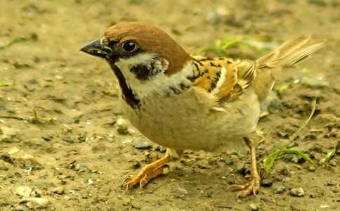 С��ȸ�̰�������ƪ