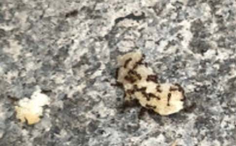 ��ࡶΛρ�ᶹ���̰�