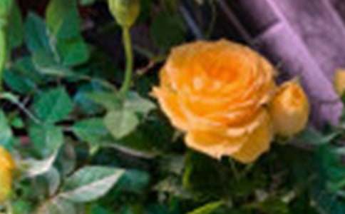 ��õ��Ļ��Z(y��)3ƪ