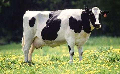 ��ţ��(ch��ng)�������Y(ji��)