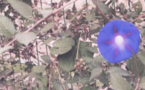 ��ţ���Ļ��Z�Ͳ��N����