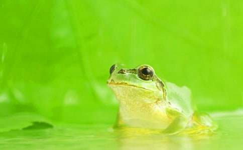 ��С�����Ҽҡ��̰������\��8ƪ