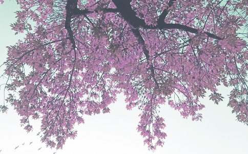 �＾ɭ�ַ����V����