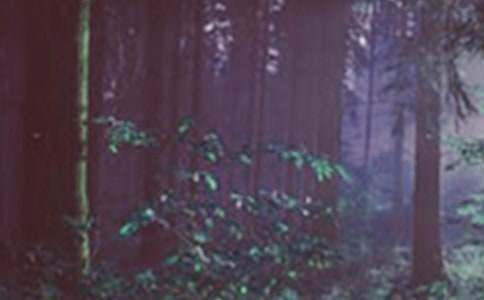 ɭ�ַ���(ji��n)��(b��o)