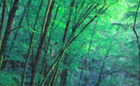 ɭ�ֹ��@�Č����~