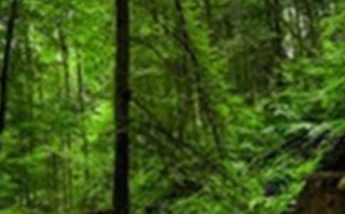 ɭ�ַ�����������󣨾�Ʒ��