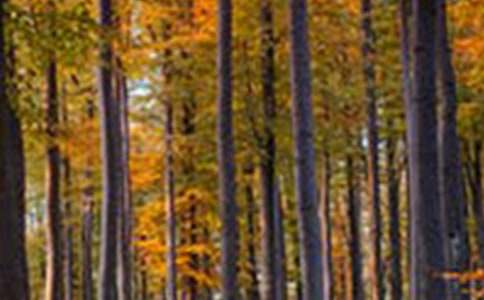 ɭ�ַ��𺆈�R��15ƪ