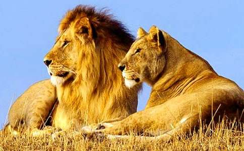 �{�Ӻ�¹�̰�