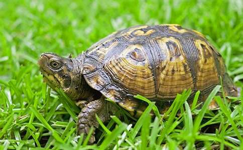 ��С�������������̰�