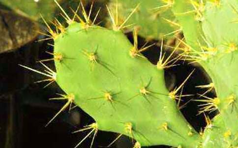 �����ƵĻ��Z