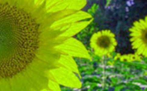 ���տ��Ļ��Z���R��15ƪ��