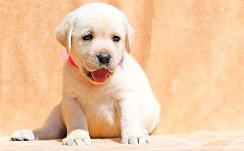 ���õ�С��С�W(xu��)����(����8ƪ)