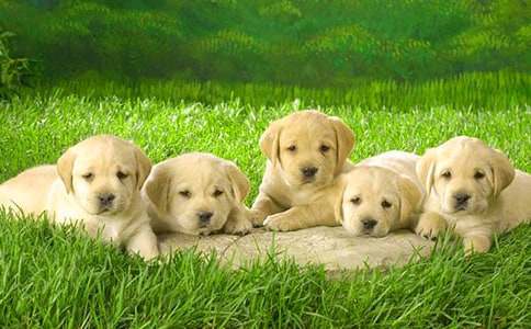 �ҵ�С��Ӣ������ͨ��