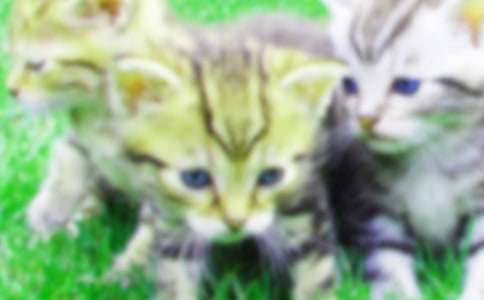 С؈������(15ƪ)