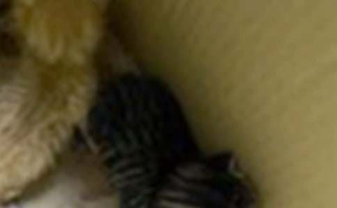 ����Ʒ��С؈�ҵĄ�(d��ng)����������