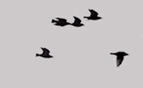 �ɐ۵�С�B-С��(d��ng)�����ļ���