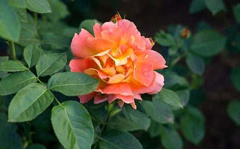 �����¼����Ę�(bi��o)�Z