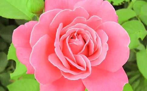 ��ɫ���¼������Z(y��)������f(shu��)