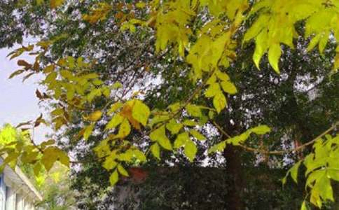 ���������簲ף���Z��ȫ�����x155�䣩