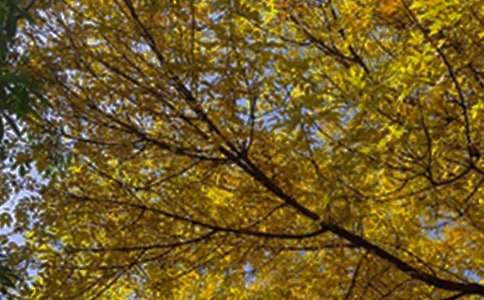 2022�꺆�ε����õ��簲QQף���Z�R��55�l