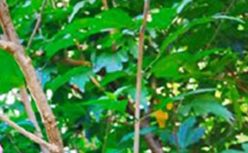 �����]�����õ��簲΢��ף���Z(y��)ժ�63��