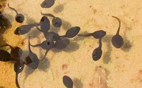 ���xС����ҋ����̰���ƪ