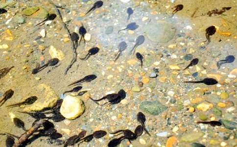 С����ҋ����̰��R��8ƪ